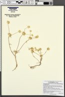 Navarretia prolifera subsp. lutea image