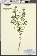 Collomia grandiflora image
