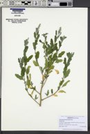 Chenopodium ficifolium image
