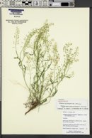 Lepidium montanum var. diffusum image