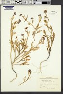 Cakile maritima subsp. baltica image