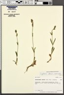 Lychnis affinis image