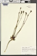 Lychnis triflora image