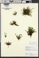 Sabulina macrantha image