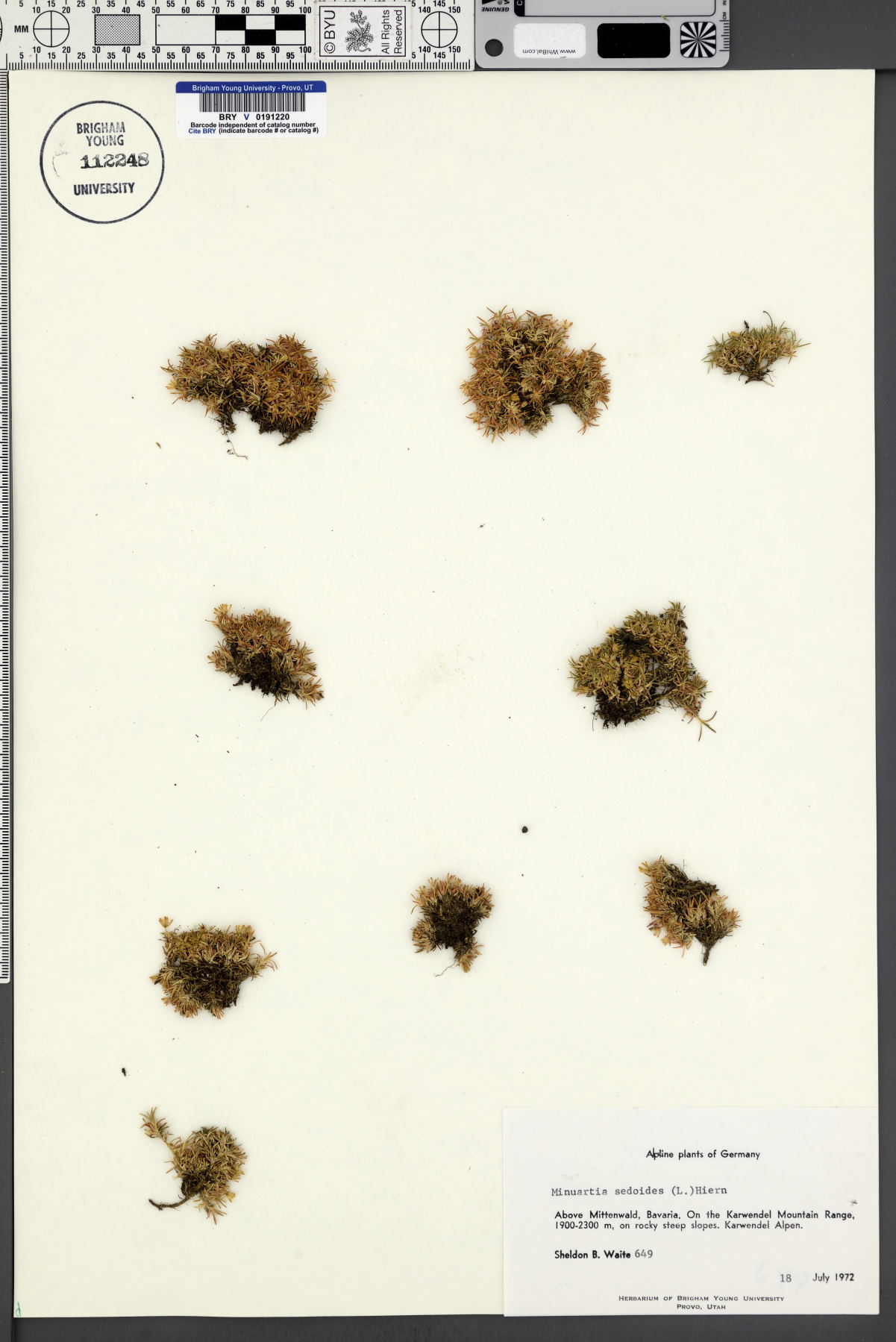 Cherleria sedoides image