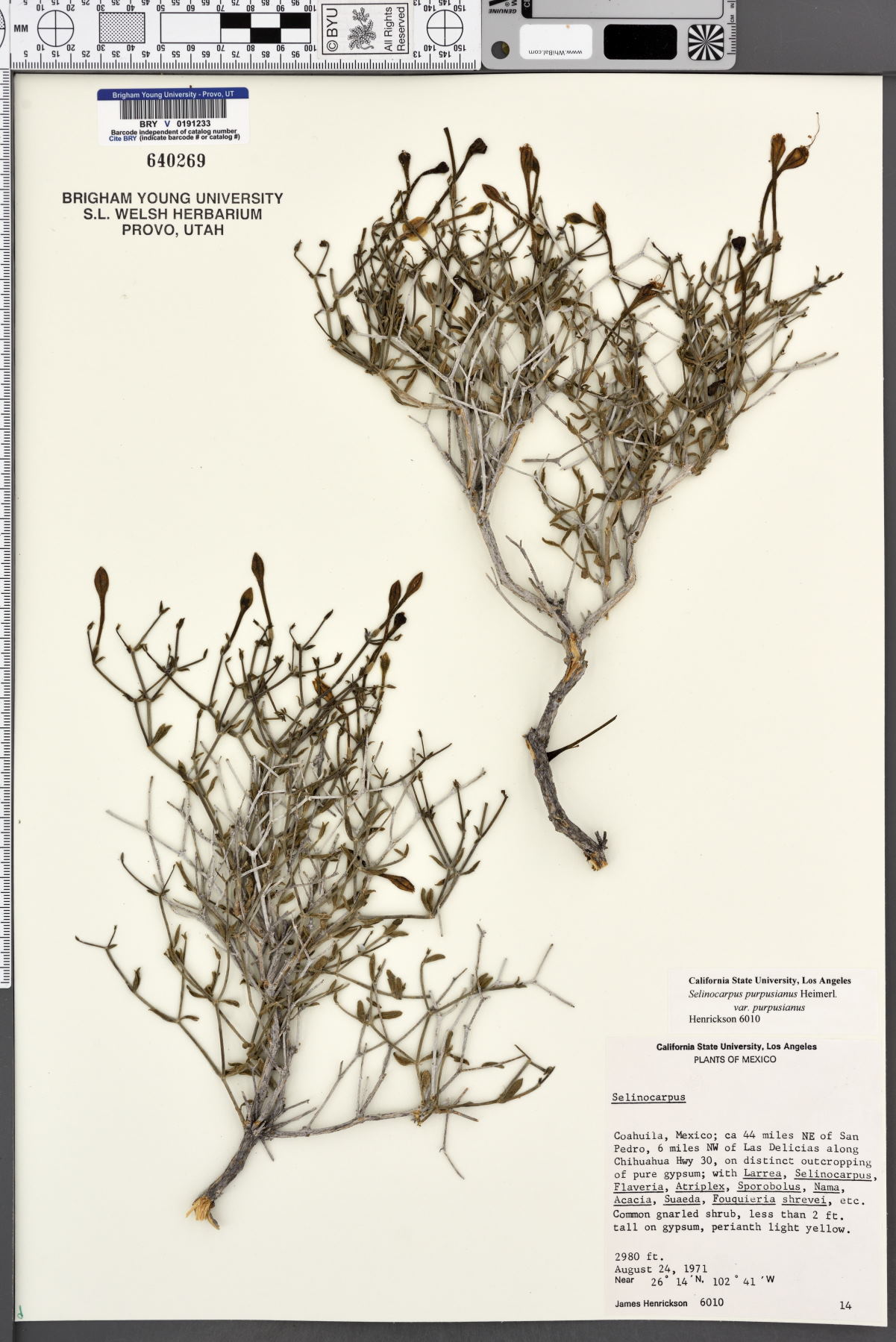 Selinocarpus purpusianus image