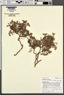 Paronychia depressa image