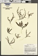 Paronychia chartacea subsp. minima image