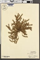 Paronychia franciscana image