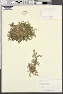 Paronychia arabica image