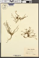 Sagina nodosa var. glandulosa image