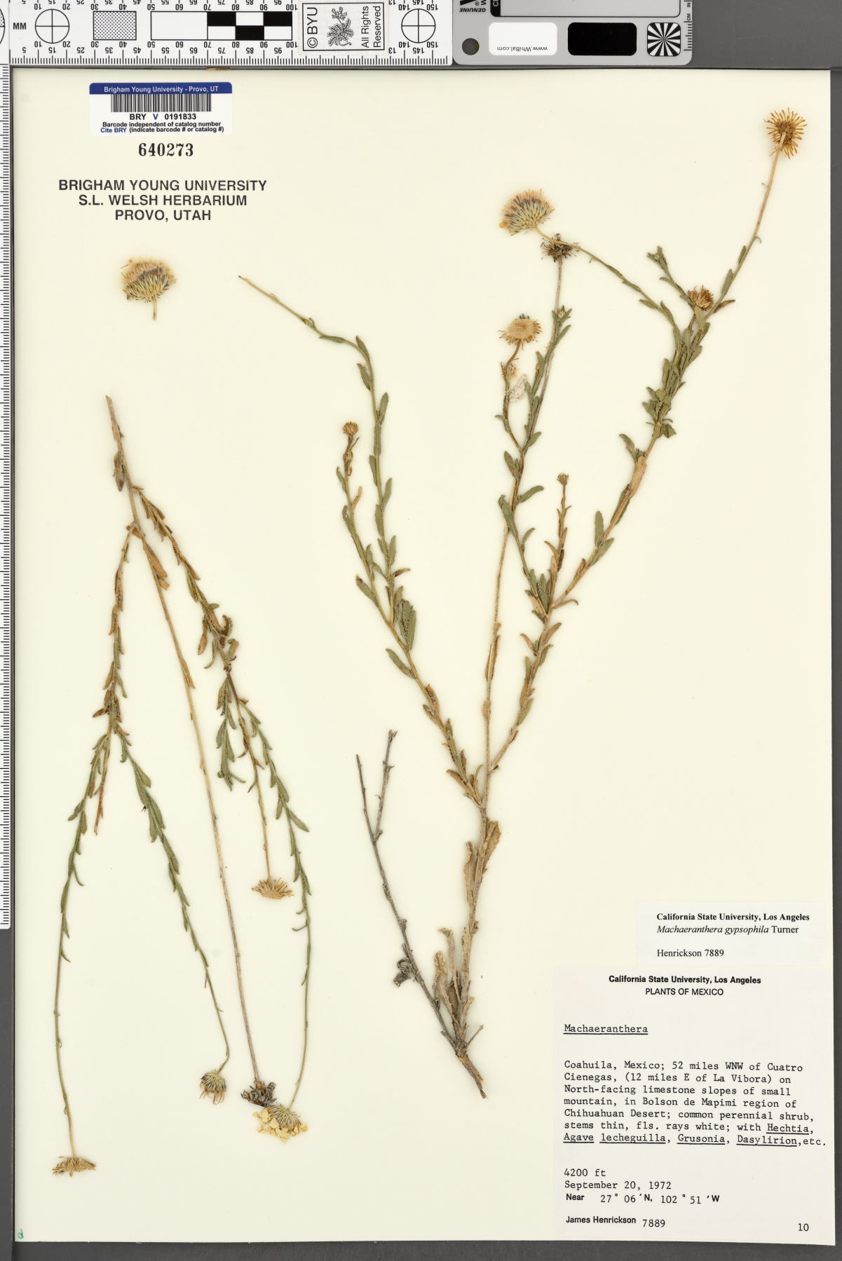Machaeranthera gypsophila image