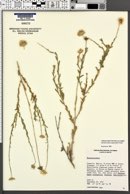 Image of Machaeranthera gypsophila