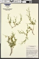 Carlowrightia serpyllifolia image