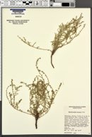Heliotropium greggii image