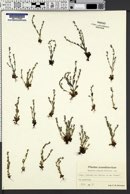Myosotis ramosissima image