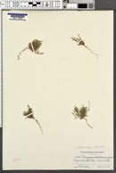 Pectocarya heterocarpa image