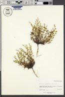Pectocarya platycarpa image