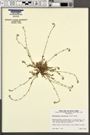 Plagiobothrys collinus var. californicus image