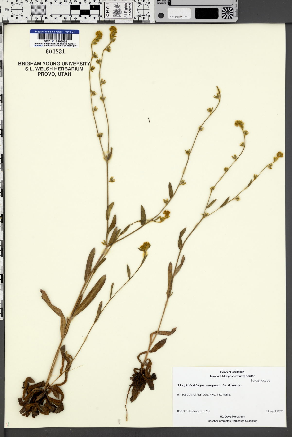 Plagiobothrys campestris image