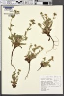 Plagiobothrys kingii image