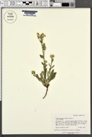 Plagiobothrys kingii image