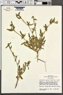 Image of Plagiobothrys harknessii
