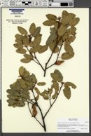 Quercus parvula var. shrevei image