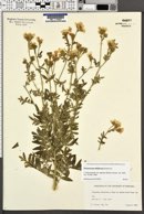 Polemonium foliosissimum var. alpinum image
