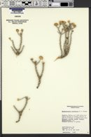 Image of Machaeranthera restiformis