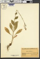 Silene viridiflora image