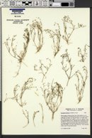 Image of Spergularia platensis
