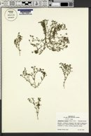 Image of Spergularia diandra