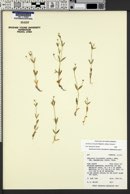 Stellaria calycantha var. bongardiana image