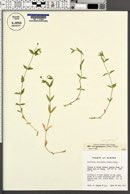 Stellaria calycantha var. bongardiana image