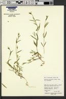 Stellaria calycantha var. calycantha image