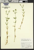 Stellaria calycantha var. sitchana image