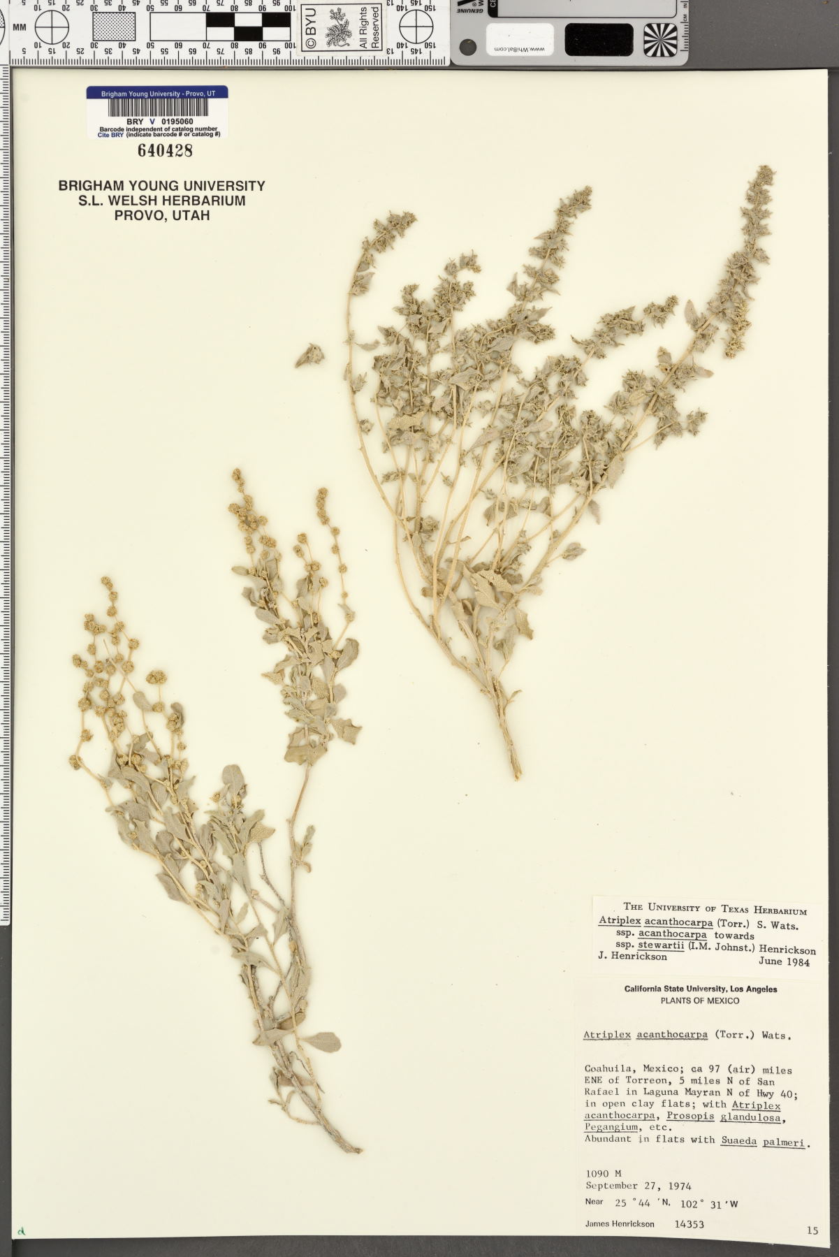 Atriplex acanthocarpa subsp. acanthocarpa image