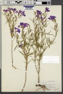Clarkia pulchella image
