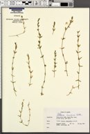 Stellaria humifusa image