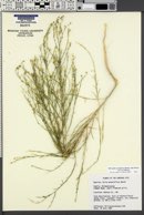 Microgilia minutiflora image