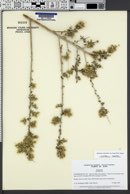 Ambrosia eriocentra image