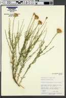 Adenophyllum cooperi image