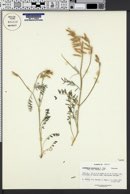 Astragalus arizonicus image