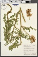 Image of Astragalus falcatus
