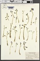 Porterella carnosula image