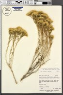 Chrysothamnus viscidiflorus image