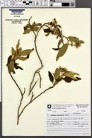 Solanum variabile image