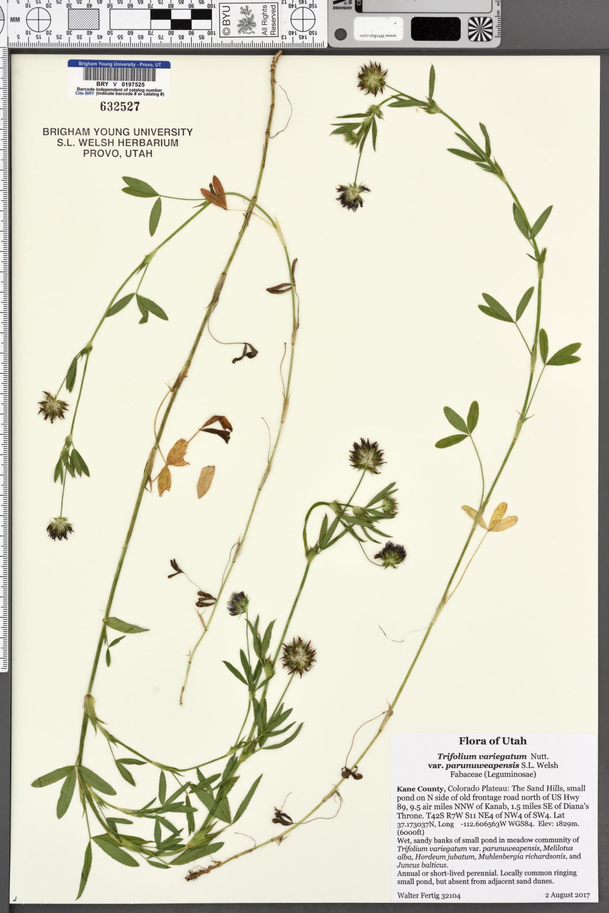 Trifolium variegatum var. parunuweapensis image