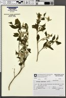 Solanum ramulosum image